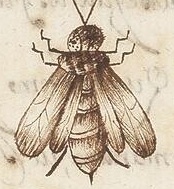 Barb.lat.1678_0009_fa_0002r-bee.jpg